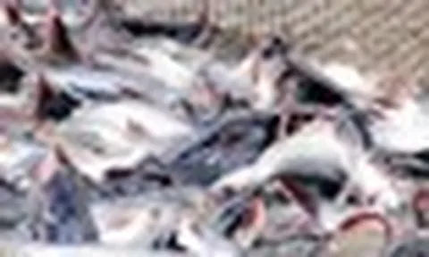 Mỹ báo tin vui cho một mặt hàng chủ lực của Việt Nam