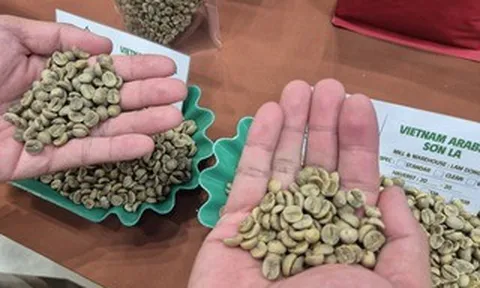 Giá cà phê hôm nay 24-5: Giải mã vùng trồng Arabica lớn nhất Việt Nam