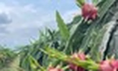 Không phải Trung Quốc, một quốc gia châu Á đang tăng mạnh nhập khẩu thanh long Việt Nam: Nhu cầu liên tục tăng mạnh, nước ta cạnh tranh với Thái Lan, Israel