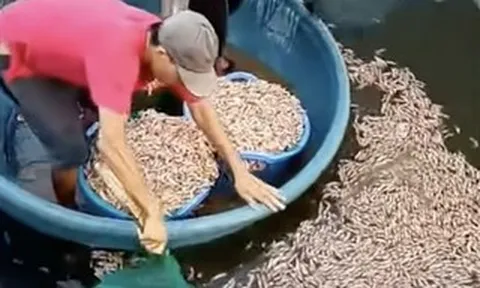 50.000 con tôm chết trắng, chủ hồ phát hiện vật lạ dưới đáy ao