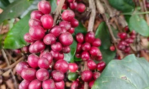 Giá cà phê hôm nay, 9-6: Robusta hồi phục, Arabica chưa tìm thấy đáy