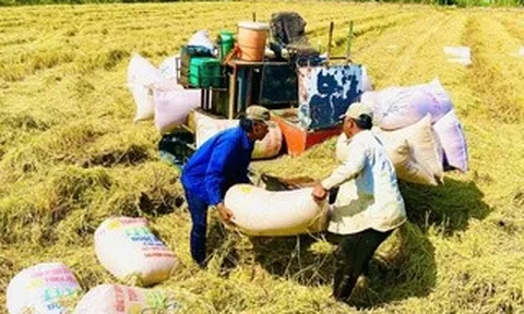 Thời cơ nâng giá trị gạo Việt