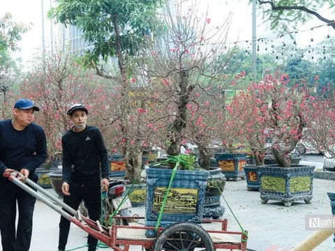 Đào, quất xuống phố, rộn ràng không khí Tết Quý Mão 2023