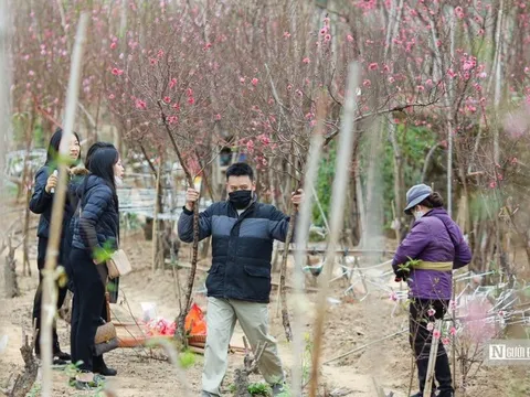 Hà Nội: Người dân chen chân mua đào những ngày cận Tết