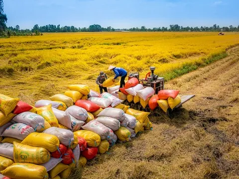 Tín hiệu tích cực với giá gạo xuất khẩu: Kỳ vọng vượt mức 5 tỷ USD