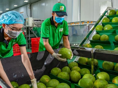 Xuất nhập khẩu rau quả tăng mạnh: Những con số và dự báo