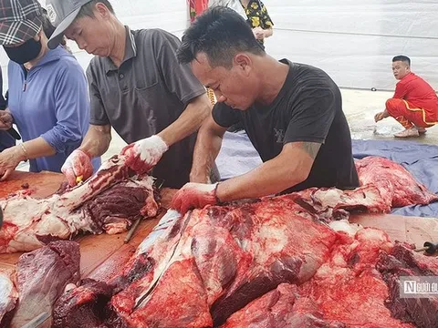 “Hét giá” 2 triệu đồng/kg trâu chọi Đồ Sơn vẫn đắt khách