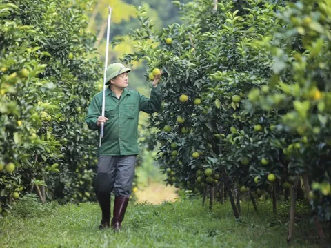 'Đột nhập' vườn cam 3 sao, giá tiền tỷ