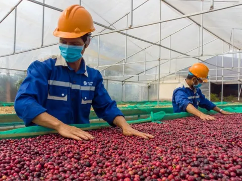 Cà phê sốt giá trên toàn cầu, nông dân Việt Nam thu lãi đậm, nhưng đâu mới là mức giá bền vững?