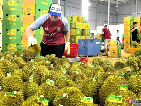 Thủ tướng chỉ đạo 'nóng' về xuất khẩu sầu riêng, giao công an điều tra việc gian lận