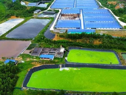 Dừng hoạt động trại heo công nghệ cao gây mùi hôi thối