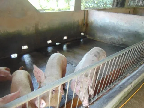 Giá heo hơi hôm nay giảm sâu