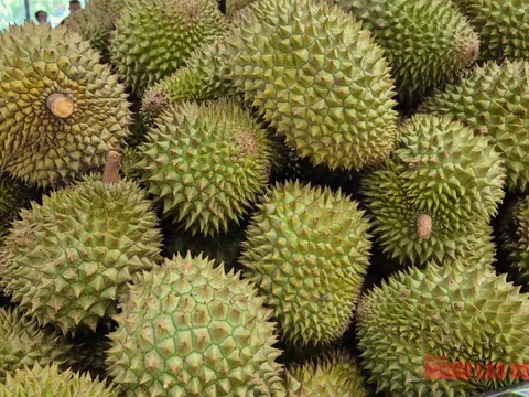 Giá sầu riêng tăng vọt nhưng nông dân vẫn kém vui