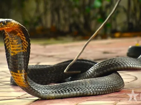 Rắn hổ mang chúa nặng 7 kg bất ngờ xuất hiện trong khu dân cư