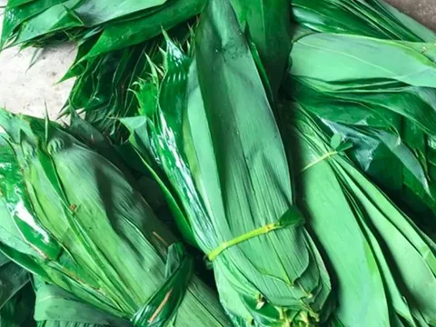 Những loại lá "độc lạ" ở Việt Nam xuất khẩu thu về triệu USD