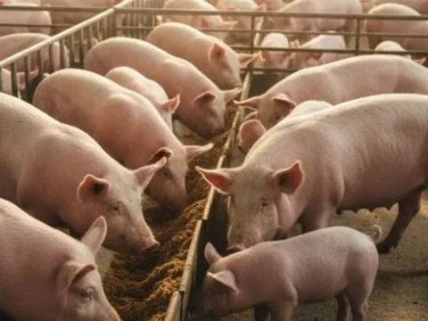 Dự báo về giá heo hơi Tết Bính Ngọ 2026, khó lên tới 80.000 đồng/kg?