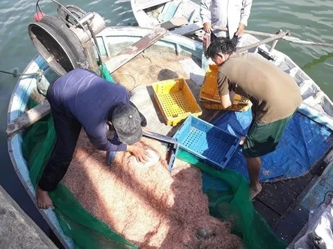 Ruốc biển dày đặc ven bờ, ngư dân Quy Nhơn “hốt bạc” sau vài giờ ra khơi