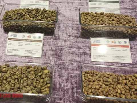 Giá cà phê hôm nay 31-1: Giảm đồng loạt, xuất khẩu khả quan