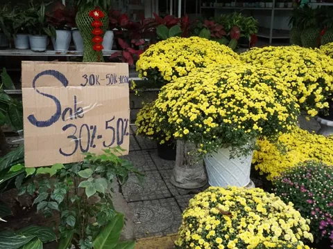 Chung tay “giải cứu” cúc mâm xôi nở sớm trước Tết
