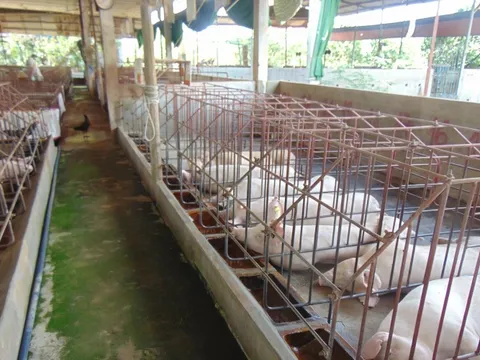 Giá heo hơi hôm nay, 5-2: Các công ty chăn nuôi giảm giá heo hơi