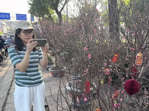 Hoa đào Tết bắt đầu tràn về TPHCM, người mua bất ngờ khi hỏi giá
