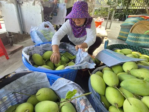 Xoài Tết quá mắc, người bán thấy giá cũng "sợ"