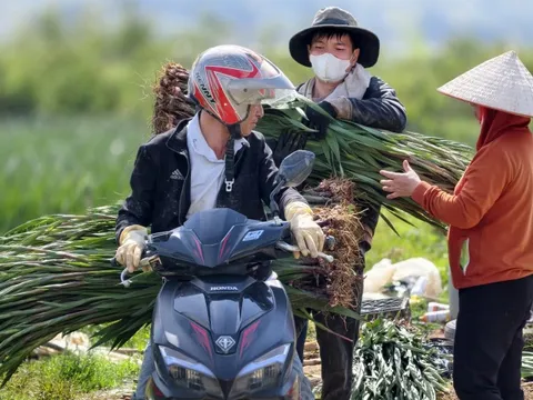 Hoa Lâm Đồng khoe sắc, rộn ràng