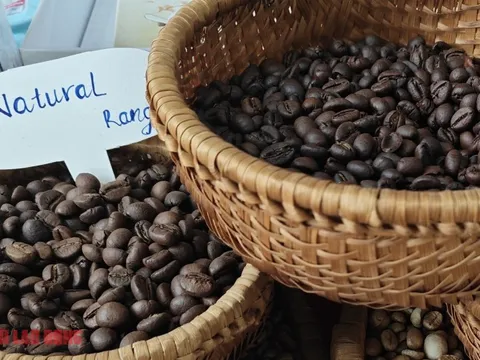 Giá cà phê hôm nay 10-2: Đồng loạt tăng trở lại