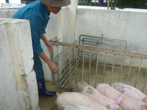 Giá heo hơi hôm nay, 11-2: Thịt heo ồ ạt về chợ, giá cả biến động bất ngờ