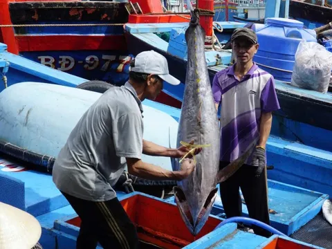 Trúng đậm cá ngừ đại dương, ngư dân Gia Lai vui Tết lớn