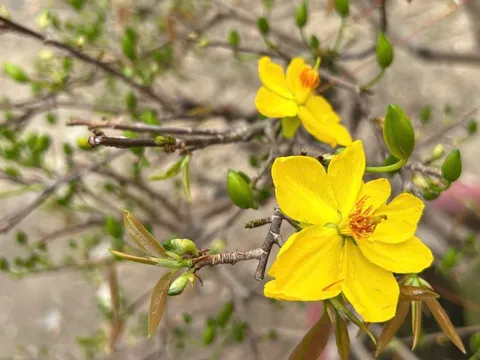 Một mùa Tết được định giá trong vườn mai