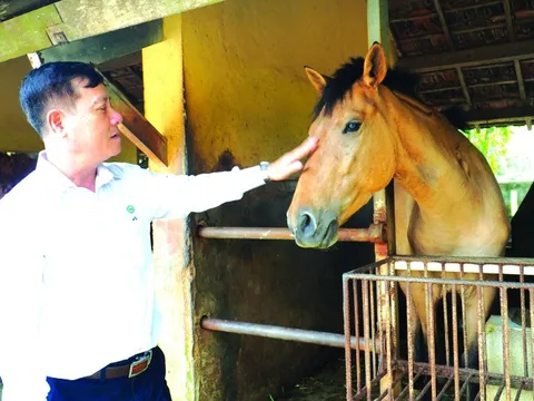 130 năm nuôi ngựa cứu người