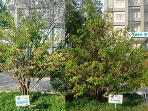 13 cây mai tại Đại học Cần Thơ lưu giữ tên 13 tỉnh, thành miền Tây trước đây