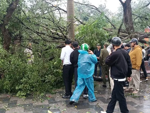 VIDEO: Cây cổ thụ đối diện đền Quán Thánh bất ngờ bật gốc, đổ xuống đường Thanh Niên