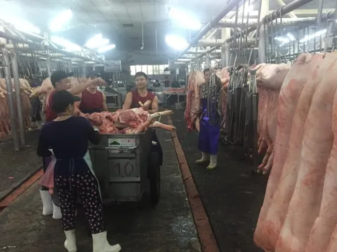 Giá heo hơi hôm nay, 23-2: Lượng heo về chợ giảm mạnh