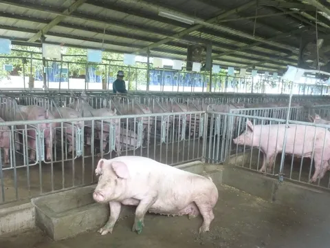 Giá heo hơi hôm nay, 26-2: Bất ngờ giá heo hơi miền Bắc