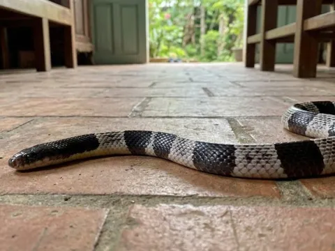 Khẩn cấp đưa huyết thanh từ TPHCM ra TP Huế cứu bé gái ngủ dưới nền nhà bị rắn cạp nia cắn