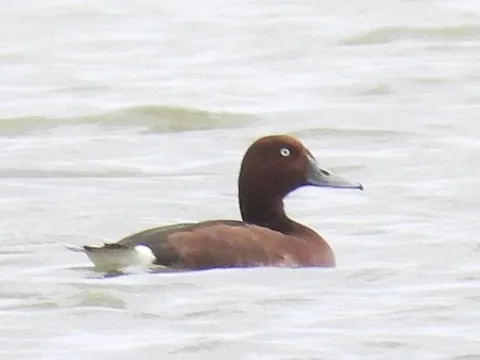 Lần đầu phát hiện 4 loài chim lạ, quý hiếm ở Vườn quốc gia Phong Nha - Kẻ Bàng