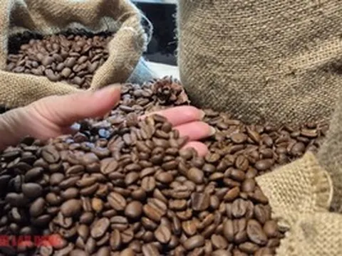 Giá cà phê hôm nay 11-3: Đồng loạt giảm giá, Indonesia sắp bước vào thu hoạch