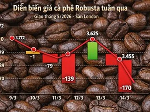 Giá cà phê hôm nay 14-3: Rớt mạnh khi người Mỹ thay đổi thói quen