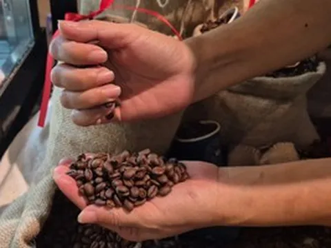 Giá cà phê hôm nay 15-3: Chốt tuần giảm, Robusta thay thế Arabica càng nhiều
