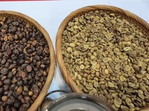 Giá cà phê hôm nay 16-3: Có bật tăng trở lại?