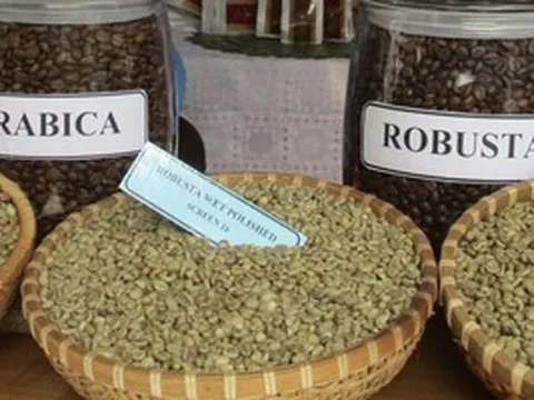 Giá cà phê hôm nay 21-3: Arabica tăng nóng