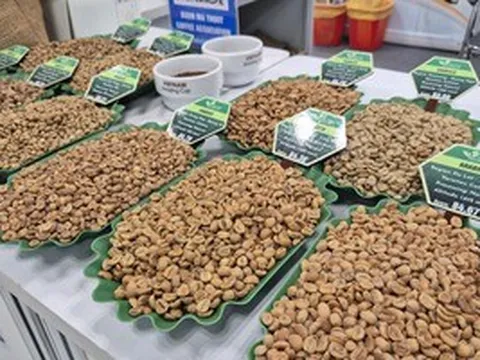 Giá cà phê hôm nay 26-3: Xuất hiện loại cà phê hơn 8 triệu đồng/kg