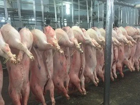 Giá heo hơi hôm nay, 27-3: Tiếp tục giảm ở khu vực miền Bắc