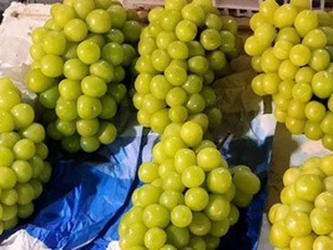 Việt Nam chi hàng trăm triệu USD nhập khẩu nho tươi Trung Quốc