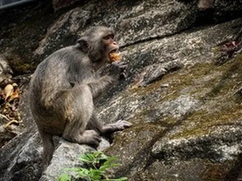 Du khách phớt lờ khuyến cáo không cho khỉ ăn ở Sơn Trà