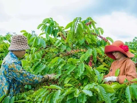 Không thể mãi xuất khẩu cà phê thô
