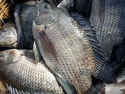 Loài cá bán đầy chợ ở Việt Nam đang được thế giới săn đón