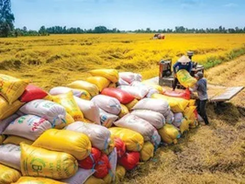 Dự báo giá lúa gạo sẽ sớm ổn định